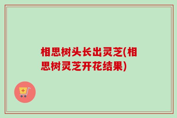 相思树头长出灵芝(相思树灵芝开花结果)
