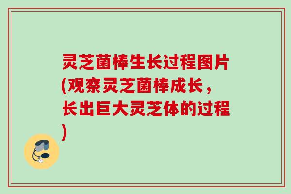 灵芝菌棒生长过程图片(观察灵芝菌棒成长，长出巨大灵芝体的过程)
