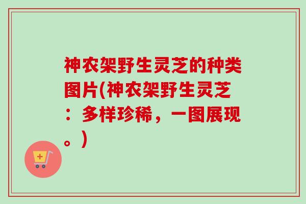 神农架野生灵芝的种类图片(神农架野生灵芝:多样珍稀,一图展现。) 神农架野生灵芝的种类图片(神农架野生灵芝:多样珍稀,一图展现。)