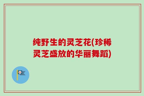 纯野生的灵芝花(珍稀灵芝盛放的华丽舞蹈) 纯野生的灵芝花(珍稀灵芝盛放的华丽舞蹈)