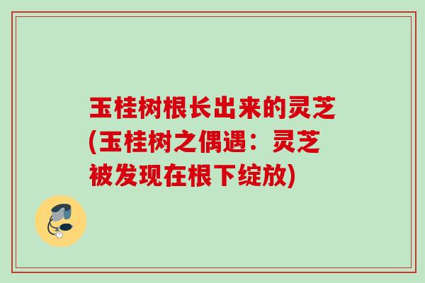 玉桂树根长出来的灵芝(玉桂树之偶遇:灵芝被发现在根下绽放) 玉桂树根长出来的灵芝(玉桂树之偶遇:灵芝被发现在根下绽放)