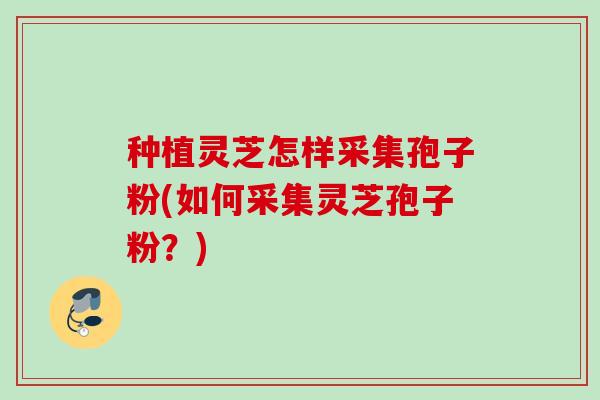 种植灵芝怎样采集孢子粉(如何采集灵芝孢子粉？)