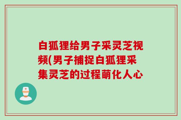 白狐狸给男子采灵芝视频(男子捕捉白狐狸采集灵芝的过程萌化人心