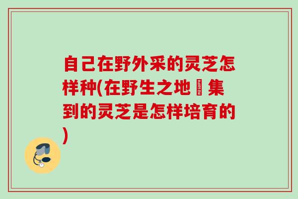 自己在野外采的灵芝怎样种(在野生之地採集到的灵芝是怎样培育的)
