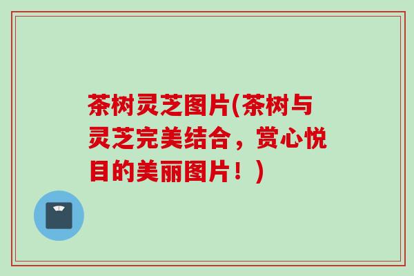 茶树灵芝图片(茶树与灵芝完美结合，赏心悦目的美丽图片！)