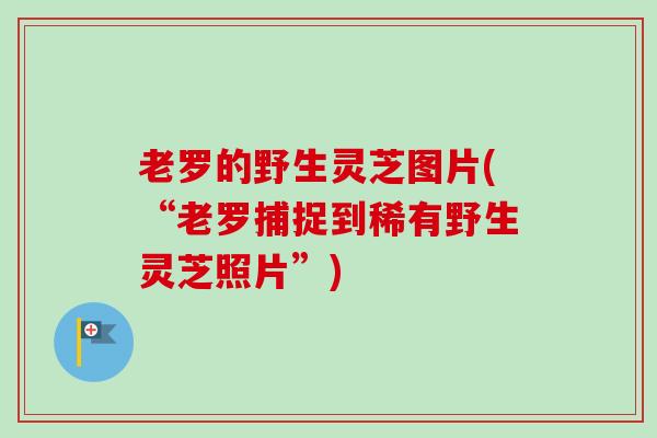 老罗的野生灵芝图片(“老罗捕捉到稀有野生灵芝照片”) 老罗的野生灵芝图片(“老罗捕捉到稀有野生灵芝照片”)