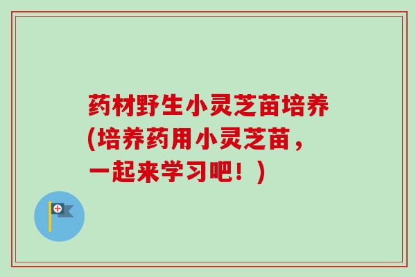 药材野生小灵芝苗培养(培养药用小灵芝苗，一起来学习吧！)