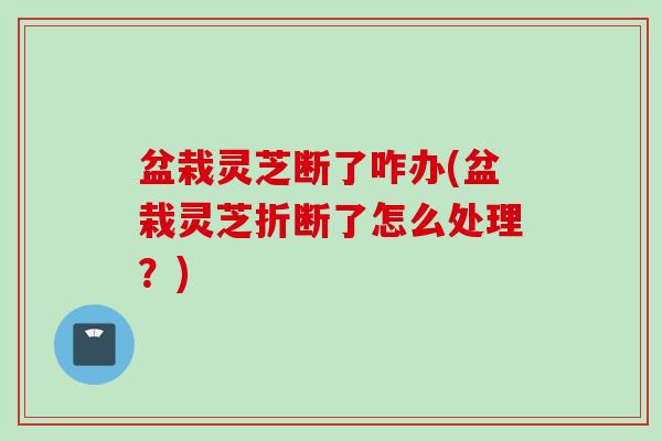 盆栽灵芝断了咋办(盆栽灵芝折断了怎么处理？)