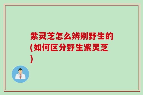 紫灵芝怎么辨别野生的(如何区分野生紫灵芝)