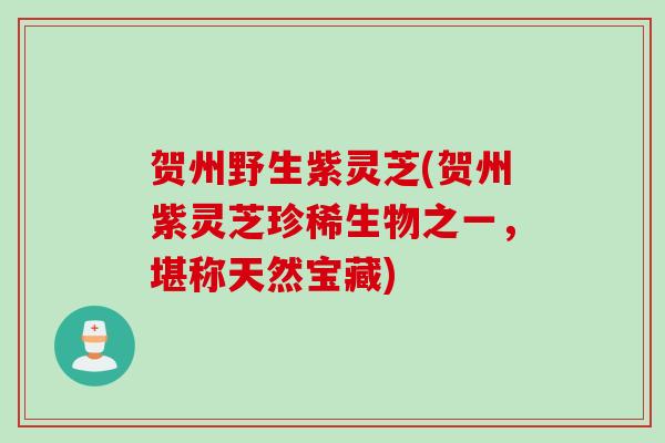 贺州野生紫灵芝(贺州紫灵芝珍稀生物之一,堪称天然宝藏) 贺州野生紫灵芝(贺州紫灵芝珍稀生物之一,堪称天然宝藏)
