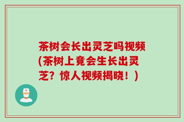 茶树会长出灵芝吗视频(茶树上竟会生长出灵芝?惊人视频揭晓!) 茶树会长出灵芝吗视频(茶树上竟会生长出灵芝?惊人视频揭晓!)