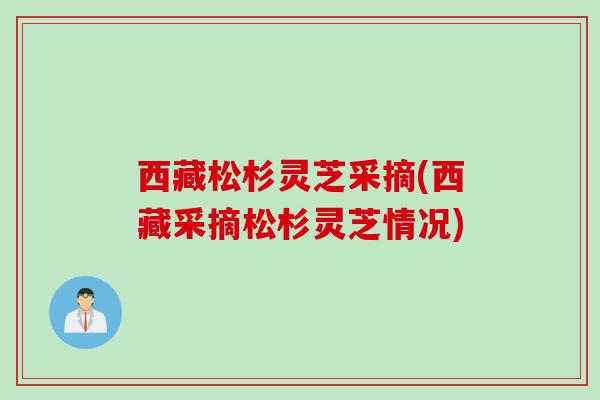 西藏松杉灵芝采摘(西藏采摘松杉灵芝情况) 西藏松杉灵芝采摘(西藏采摘松杉灵芝情况)