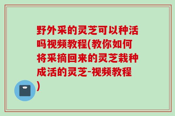 野外采的灵芝可以种活吗视频教程(教你如何将采摘回来的灵芝栽种成活的灵芝-视频教程)