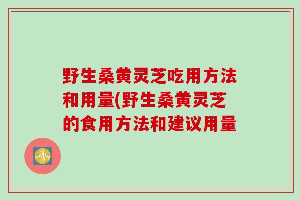 野生桑黄灵芝吃用方法和用量(野生桑黄灵芝的食用方法和建议用量
