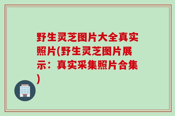 野生灵芝图片大全真实照片(野生灵芝图片展示：真实采集照片合集)