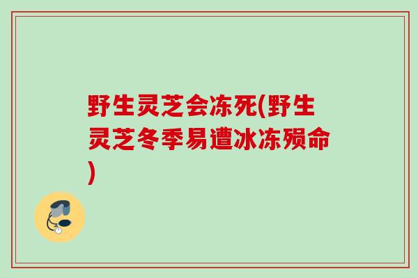 野生灵芝会冻死(野生灵芝冬季易遭冰冻殒命)