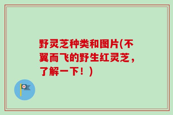 野灵芝种类和图片(不翼而飞的野生红灵芝，了解一下！)