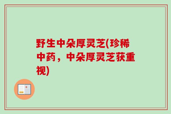 野生中朵厚灵芝(珍稀中药，中朵厚灵芝获重视)