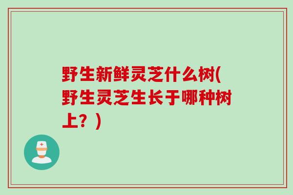 野生新鲜灵芝什么树(野生灵芝生长于哪种树上？)