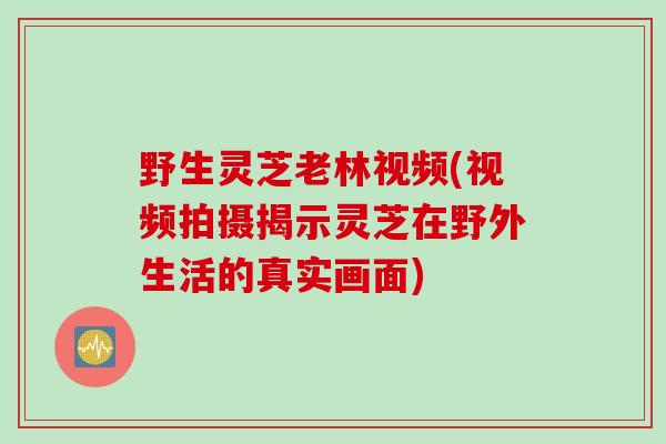 野生灵芝老林视频(视频拍摄揭示灵芝在野外生活的真实画面)