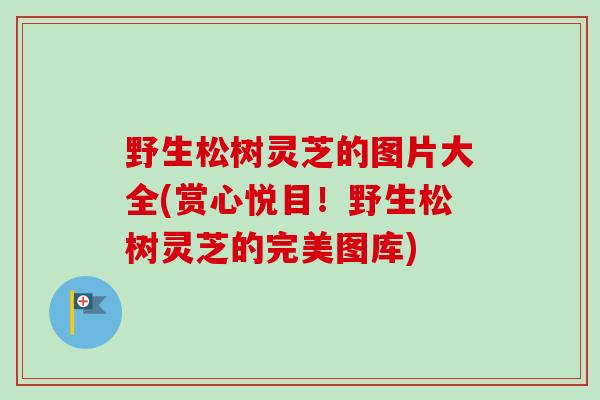 野生松树灵芝的图片大全(赏心悦目！野生松树灵芝的完美图库)