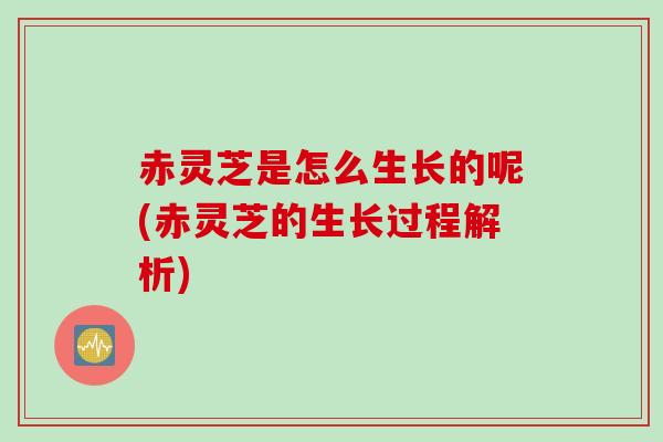 赤灵芝是怎么生长的呢(赤灵芝的生长过程解析)