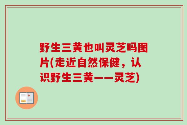 野生三黄也叫灵芝吗图片(走近自然保健，认识野生三黄——灵芝)