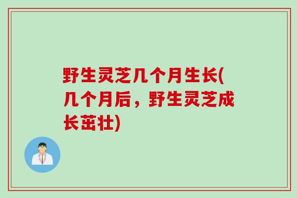 野生灵芝几个月生长(几个月后，野生灵芝成长茁壮)