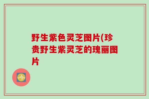野生紫色灵芝图片(珍贵野生紫灵芝的瑰丽图片