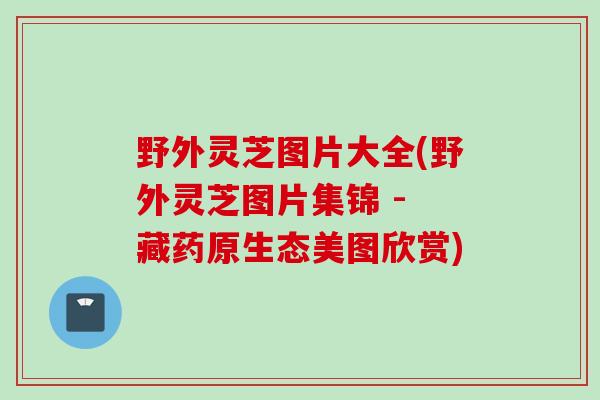 野外灵芝图片大全(野外灵芝图片集锦 - 藏药原生态美图欣赏)