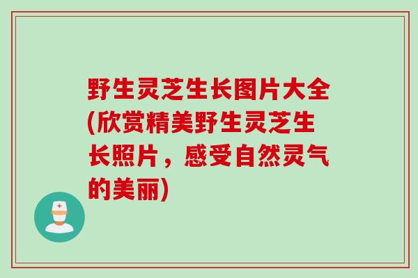 野生灵芝生长图片大全(欣赏精美野生灵芝生长照片，感受自然灵气的美丽)