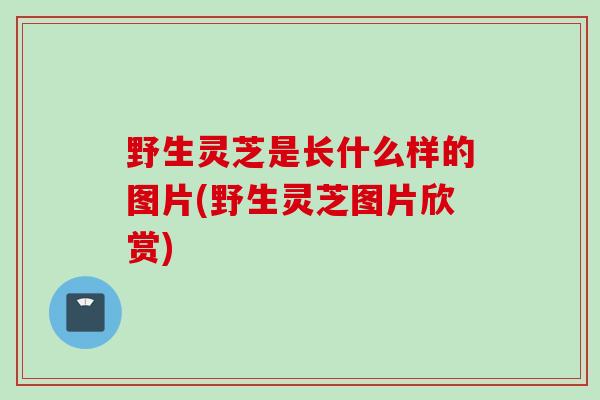 野生灵芝是长什么样的图片(野生灵芝图片欣赏)