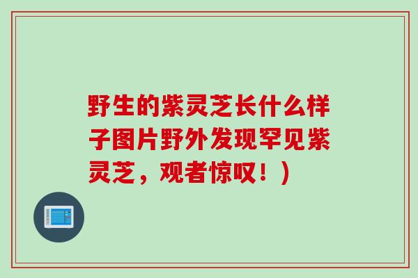 野生的紫灵芝长什么样子图片野外发现罕见紫灵芝,观者惊叹!) 野生的紫灵芝长什么样子图片野外发现罕见紫灵芝,观者惊叹!)