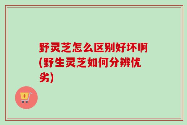 野灵芝怎么区别好坏啊(野生灵芝如何分辨优劣)