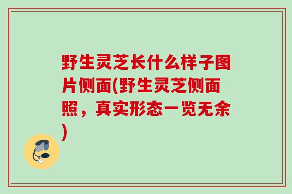 野生灵芝长什么样子图片侧面(野生灵芝侧面照，真实形态一览无余)