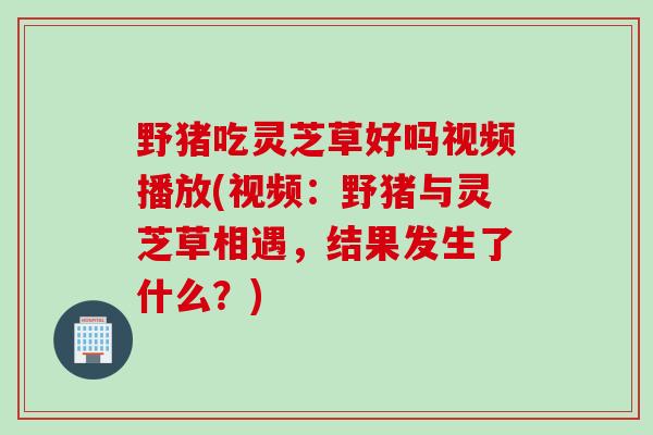 野猪吃灵芝草好吗视频播放(视频：野猪与灵芝草相遇，结果发生了什么？)