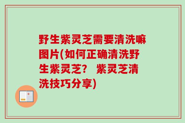 野生紫灵芝需要清洗嘛图片(如何正确清洗野生紫灵芝? 紫灵芝清洗技巧分享) 野生紫灵芝需要清洗嘛图片(如何正确清洗野生紫灵芝? 紫灵芝清洗技巧分享)