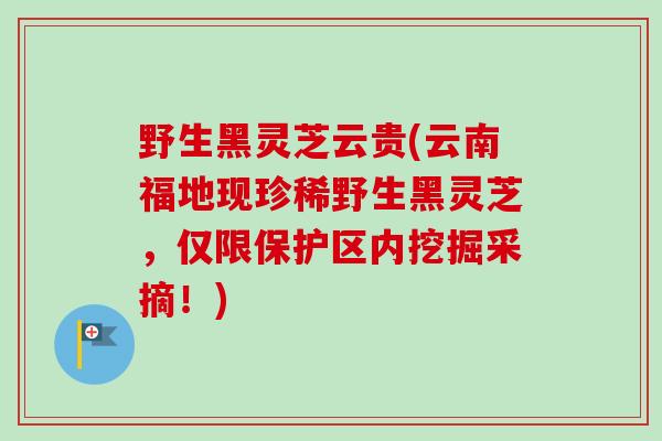野生黑灵芝云贵(云南福地现珍稀野生黑灵芝，仅限保护区内挖掘采摘！)