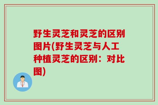 野生灵芝和灵芝的区别图片(野生灵芝与人工种植灵芝的区别:对比图) 野生灵芝和灵芝的区别图片(野生灵芝与人工种植灵芝的区别:对比图)