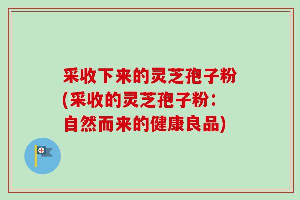 采收下来的灵芝孢子粉(采收的灵芝孢子粉：自然而来的健康良品)