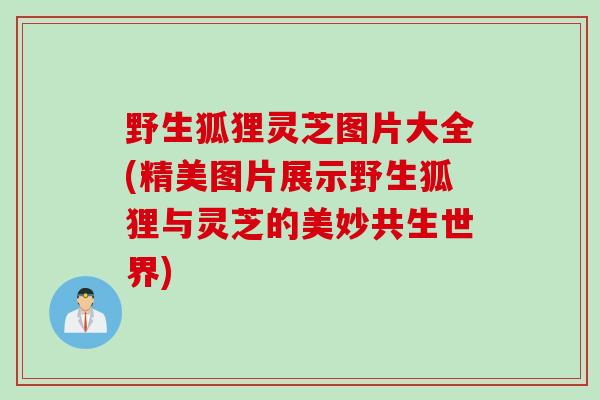 野生狐狸灵芝图片大全(精美图片展示野生狐狸与灵芝的美妙共生世界)