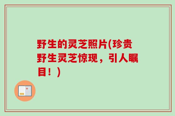 野生的灵芝照片(珍贵野生灵芝惊现，引人瞩目！)