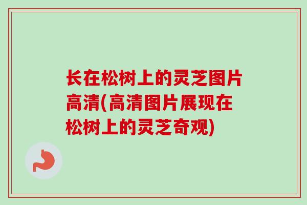 长在松树上的灵芝图片高清(高清图片展现在松树上的灵芝奇观)