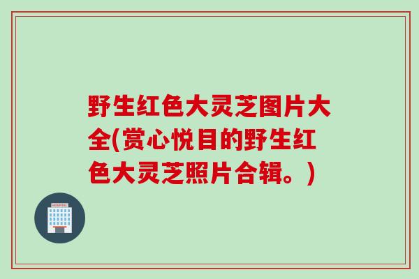 野生红色大灵芝图片大全(赏心悦目的野生红色大灵芝照片合辑。)
