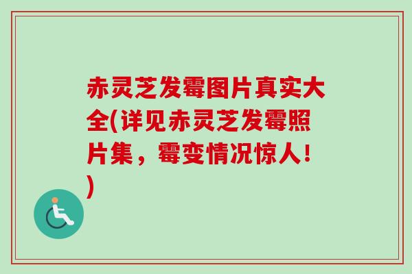 赤灵芝发霉图片真实大全(详见赤灵芝发霉照片集，霉变情况惊人！)