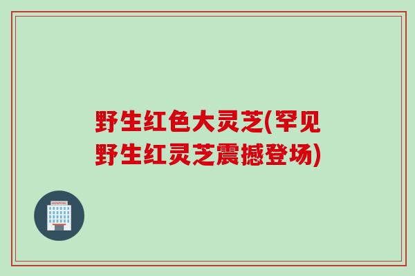 野生红色大灵芝(罕见野生红灵芝震撼登场)