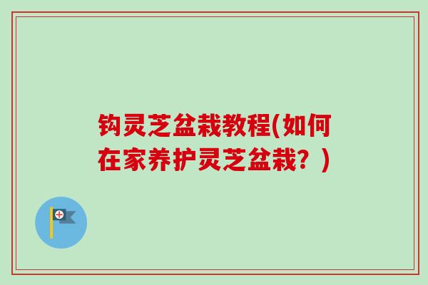 钩灵芝盆栽教程(如何在家养护灵芝盆栽？)