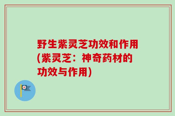 野生紫灵芝功效和作用(紫灵芝：神奇药材的功效与作用)