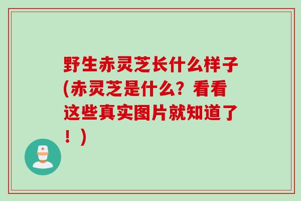 野生赤灵芝长什么样子(赤灵芝是什么？看看这些真实图片就知道了！)