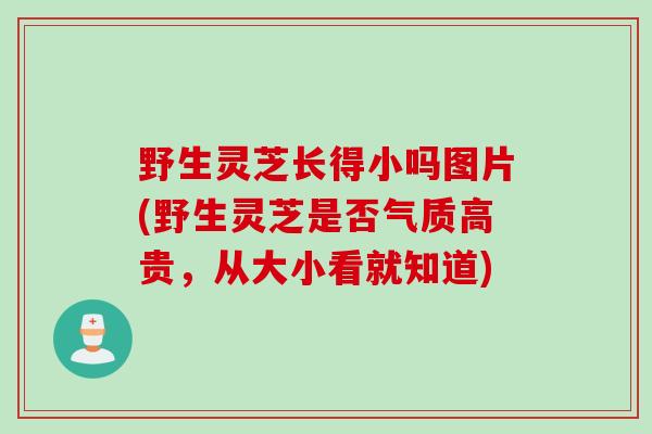 野生灵芝长得小吗图片(野生灵芝是否气质高贵，从大小看就知道)